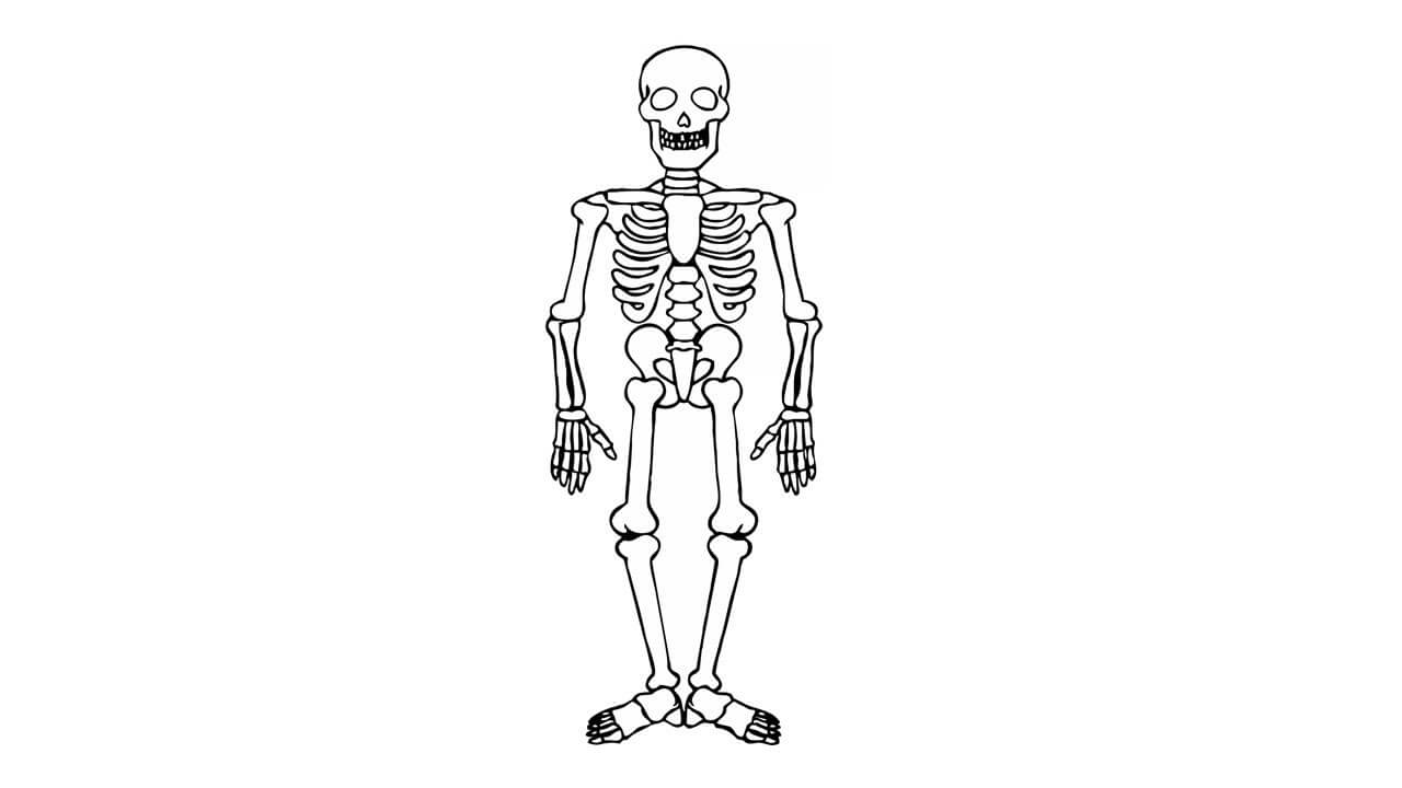 How to Draw a Human Skeleton