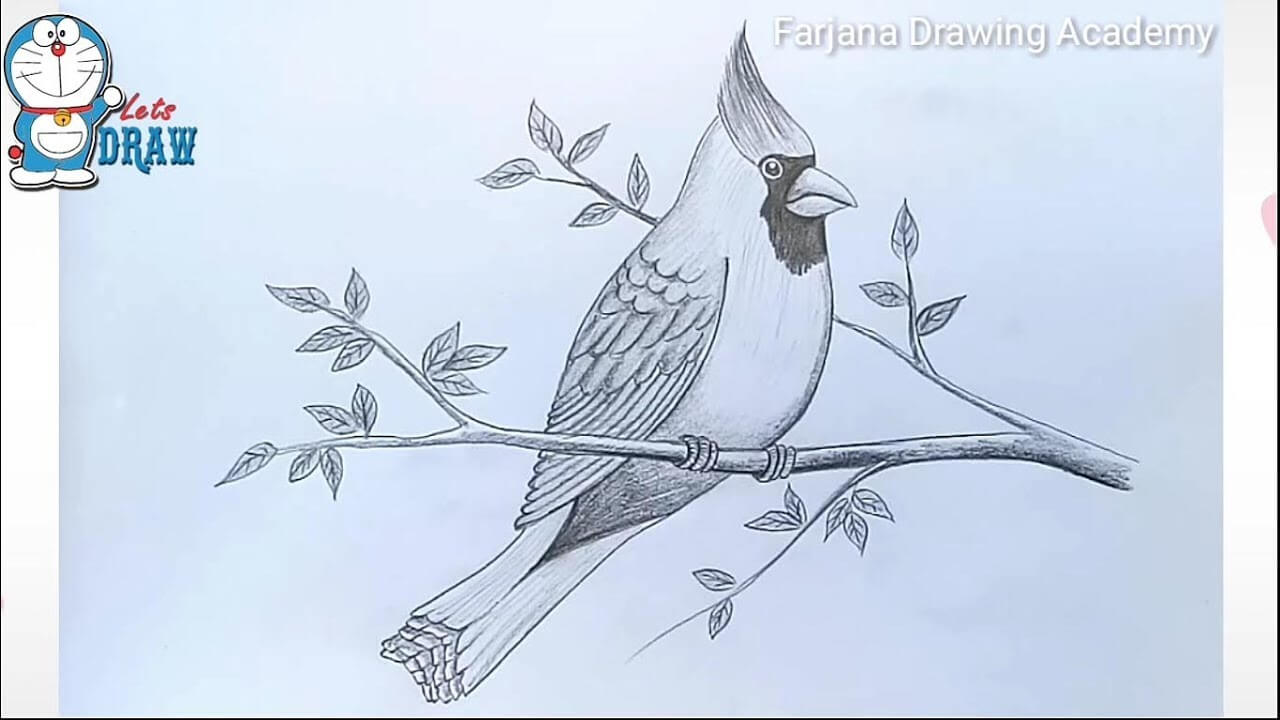 How to draw Cardinal Bird Pencil Drawing