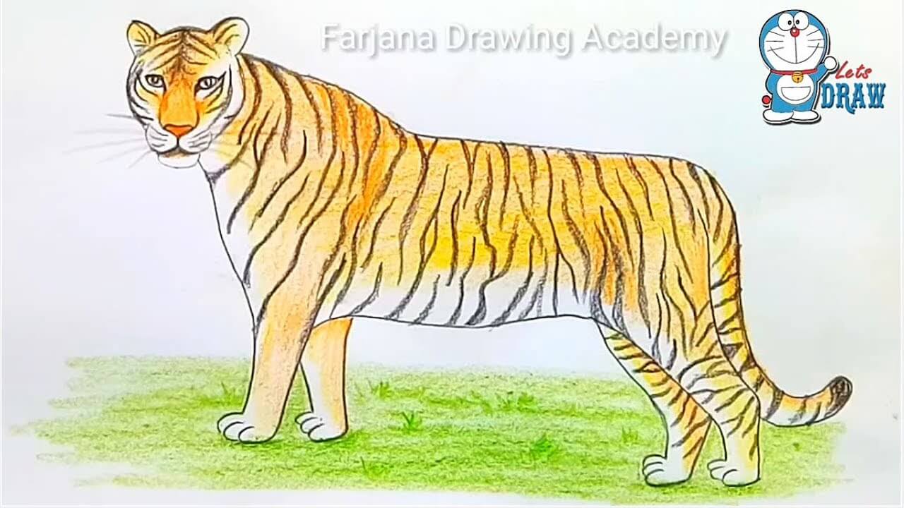 How to draw a tiger step by step