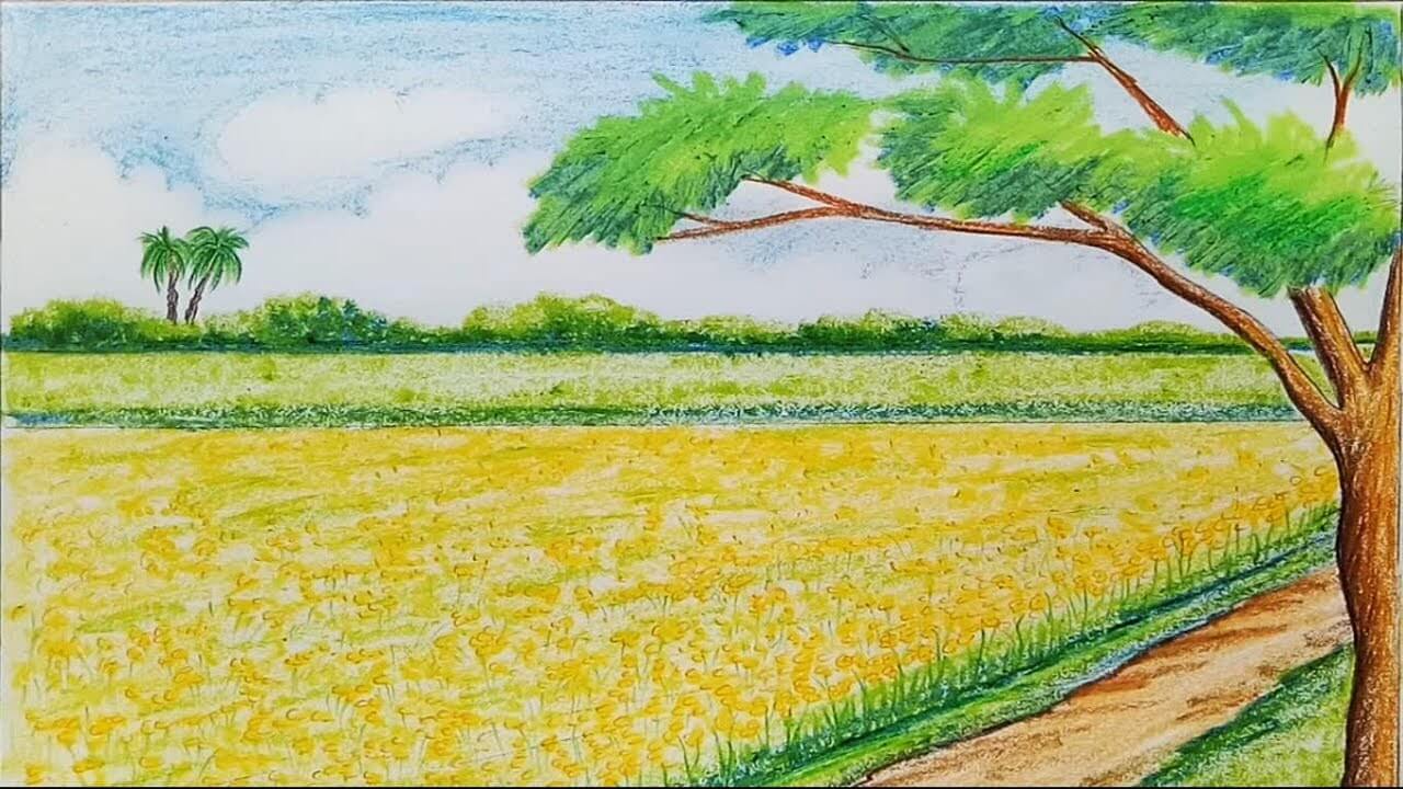 How to draw scenery of Mustard field step by step